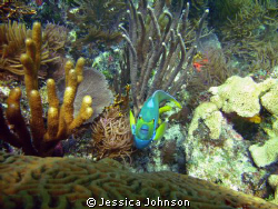 This Angel Fish was very interested in my camera. I took ... by Jessica Johnson 